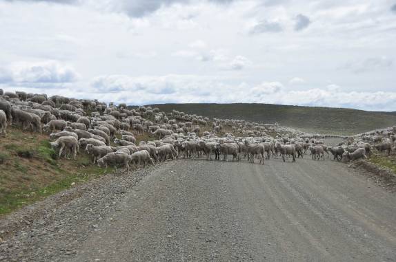 Estrada bloqueada por centenas de carneiros na Terra do Fogo chilena